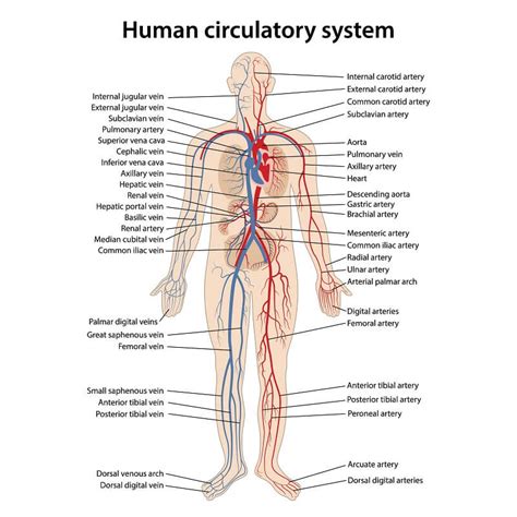 Through the thin walls of the capillaries, oxygen and nutrients pass from blood into tissues, and waste products pass from tissues into blood. Circulatory System - The Definitive Guide | Biology Dictionary