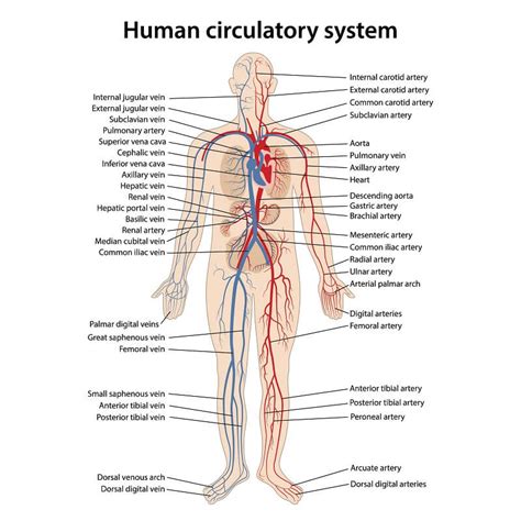 Blood vessels are vital for the body and play a key role in diabetes helping to transport glucose and insulin. Circulatory System - The Definitive Guide | Biology Dictionary