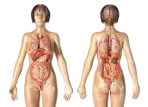 I am not emotional, i rarely cry in sad. Female Anatomy Of Internal Organs Photograph by Leonello ...