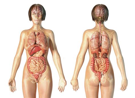 I am not emotional, i rarely cry in sad. Female Anatomy Of Internal Organs Photograph by Leonello ...