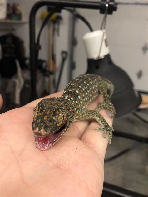 This scene is a spoof of the iconic opening montage in the courtship of eddie's father tv series, for which best friend is the theme song. People let me tell ya bout my best friend 🎼😒😂 : reptiles