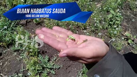 Manfaat habbatussauda sudah terkenal sejak masa lampau. Manfaat Habbatus Sauda - Trip ke Ladang Habbatus Sauda ...