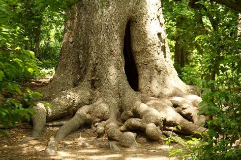 There are pecan orchard's and pecan trees all around us and in the fall of. Pecan Tree | Pecan tree, Pecan, Tree