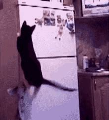 Share the best gifs now >>>. Freezer GIFs | Tenor