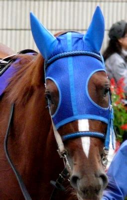 公式 アルカリレットウセイ かいりきベア feat 初音ミク. スカーレット牝馬最強へ | 馬なりアルペジオ
