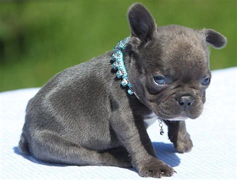 The best way to determine the temperament of a mixed breed is to looking for your new pet can be very difficult and each puppy breed is different. Pug & French Bulldog Frugg | French bulldog pug mix, Cute ...