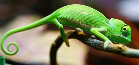 Bunglon adalah salah satu jenis chameleon. KUMPULAN GAMBAR BUNGLON LUCU WARNA WARNI Gambar DP Hewan ...