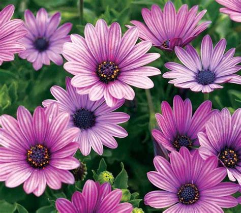 Cape cod is host to a variety of flora. Osteospermum 'Soprano Purple', African Daisy 'Soprano ...