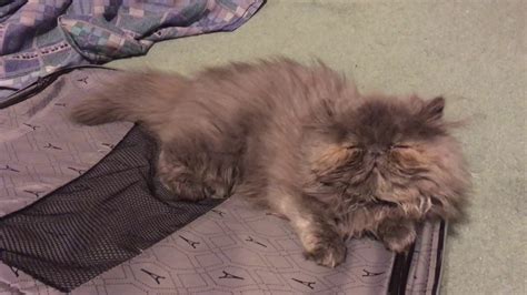 Baby cat snoring with stuffy nose - YouTube