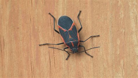 Boxelder bugs get their common name from the fact that they are often found on and around boxelder trees. Boxelder Bug • Pest control services for your outdoor pests.