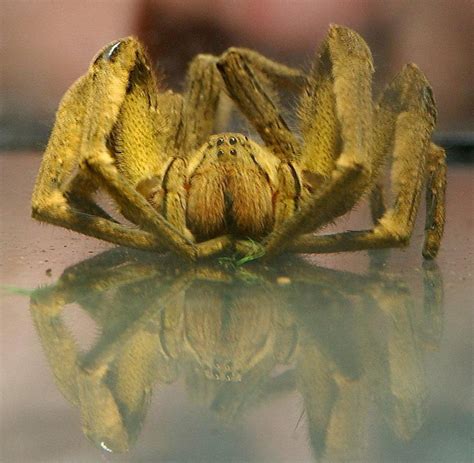 Giftigste spinne der welt in harzer. Warum Spinnen für Menschen so wichtig sind - WELT