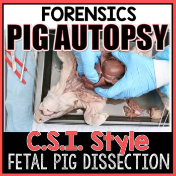 Watch the videos and complete the virtual lab activity. Virtual Pig Dissection Worksheet