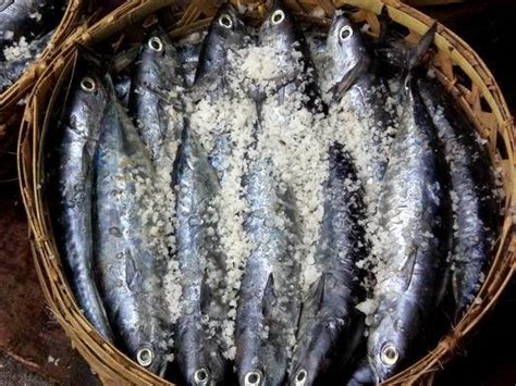 Pindang ikan layang yang telah dila pisi chitosan. Peluang Bisnis: Usaha Ikan Pindang