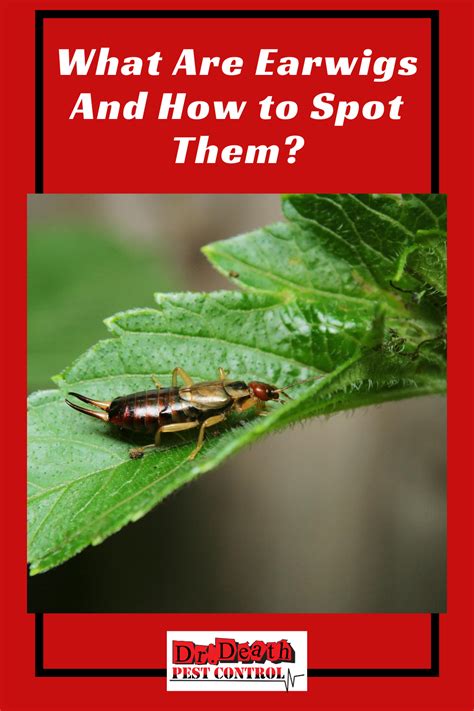 What can we help you with? What Are Earwigs And How to Spot Them? | Earwigs, Pest ...