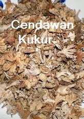 Bagai cendawan tumbuh selepas hujan. Anim Agro Technology: BAK CENDAWAN TUMBUH SELEPAS HUJAN