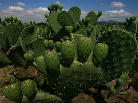 Quanto mais conhecimento e direcionamento você tiver, maior a chance de fazer da espero ter te ajudado a saber um pouco mais sobre como importar dos estados unidos. Proponen proyectar el nopal a nivel mundial | Excélsior