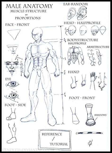 Hundreds of drawings illustrate both the underlying structure and the exterior of the face, torso, arms, legs, hands, and feet. Reference - Male Body by Art-and-Design on DeviantArt