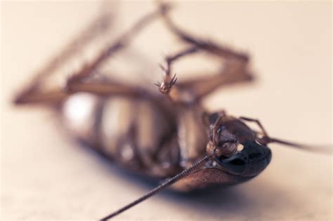 Many pest control professionals only kill the bed bugs you can see and not the entire infestation. Kansas City Exterminator - Pest Control - for Termites ...
