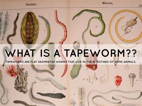 Roundworms look like short strands of thick white thread, and a cat with a particularly bad case may actually vomit them. tapeworms by Josh Scott