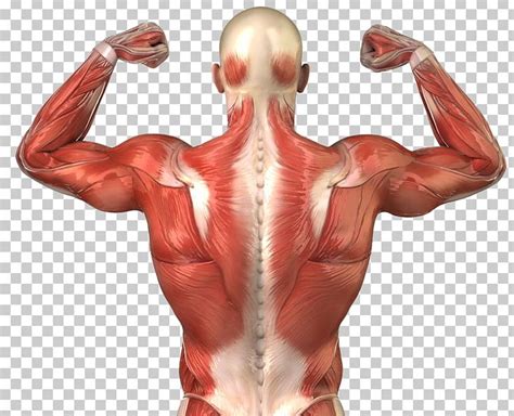 The intrinsic back muscles are found deeper to the extrinsic muscles, separated from them by the thoracolumbar fascia. Back Muscles Png & Free Back Muscles.png Transparent ...