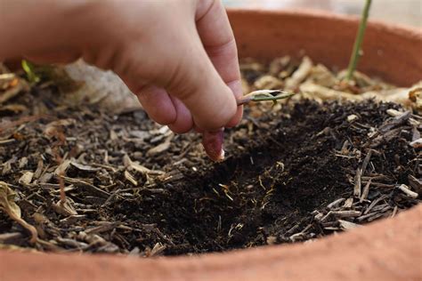 Now that you know how to grow shallots. How to Grow Shallots