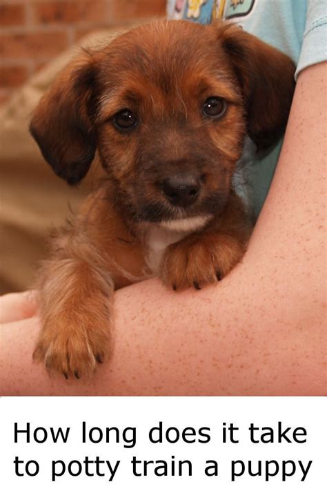 How long does it take to potty train a puppy? | Puppies ...
