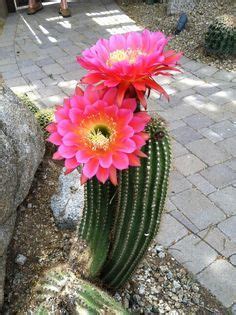 Find over 100+ of the best free cactus desert images. 683 best images about Tattoo inspiration on Pinterest ...