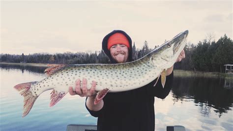 Fished wednesday,thursday,and friday then the rain and cold moved in. Leech Lake Fishing Guide - Professionally Guided Fishing ...