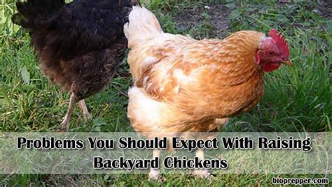 Are you interested in raising backyard chickens for eggs? Problems You Should Expect With Raising Backyard Chickens ...