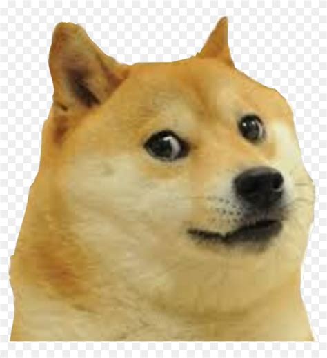 Dogecoin price, market cap, charts, and other market data on cointelegraph. Mlg Doge Png - Meme Dog Face Png, Transparent Png - 1024x1064(#6887982) - PngFind