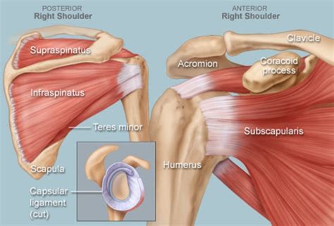 See more ideas about shoulder anatomy, anatomy, shoulder. Shoulder Human Anatomy: Image, Function, Parts, and More