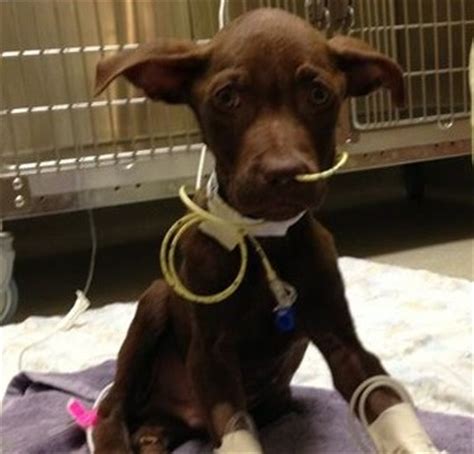 My dog has parvovirus, how to treat it? Which are the ...