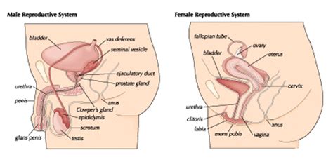 Feel free to check out some related videos below. reproductive system, human: male and female reproductive ...