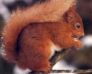 Nov 12, 2014 · the hated red squirrel. Eurasion European Red Squirrel Study #1