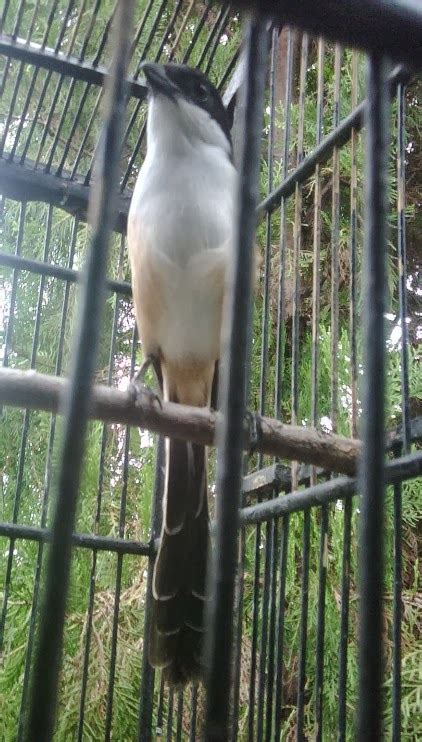 Video bunyi kicau burung flamboyan juara. Ciri dan Tanda Burung Cendet Jantan