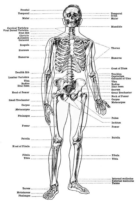 Skeletal, muscular, circulatory, nervous and digestive systems. Labeled Skeleton - Front View of Male Skeleton | Human ...