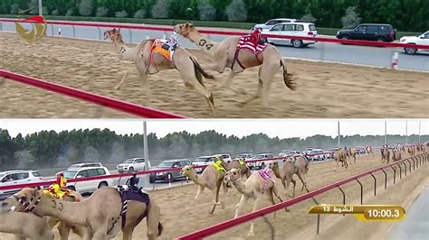 The dubai camel racing club hosts exciting camel racing events every year. ‫مهرجان ولي عهد دبي -حول وزمول قبائل 10-2-2020 ص ش13 ملفت ...