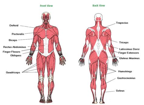 Each of these muscles is a discrete organ constructed of skeletal muscle tissue blood vessels tendons and nerves. PHYSICAL EDUCATION FORMS - Coach Crick