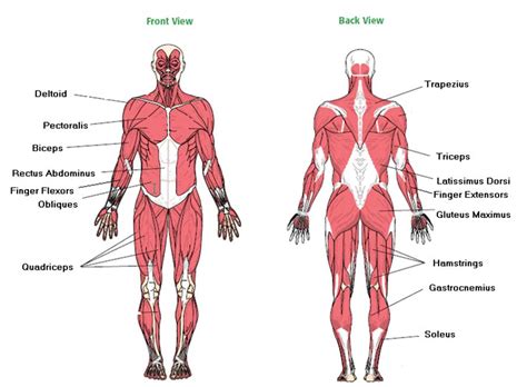 The muscles responsible for the body's posture have the greatest endurance of all muscles in the body—they hold up the body throughout. PHYSICAL EDUCATION FORMS - Coach Crick