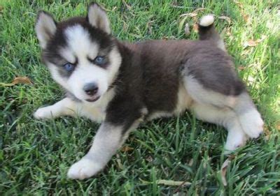 Check them out to find your new husky! Siberian husky puppies for adoption