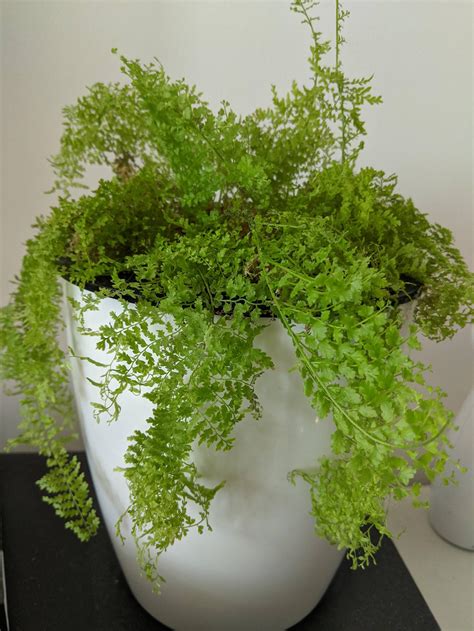 Check spelling or type a new query. Picked this fern up from Home Depot maybe a year ago. It ...