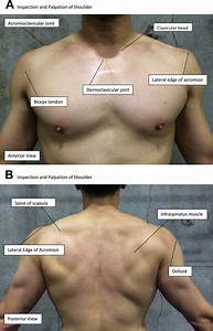 Evaluation And Treatment Of Shoulder Medical Clinics