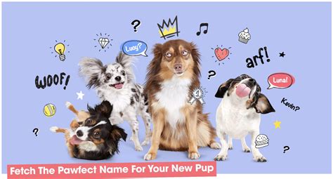 Pumpkin pet insurance covers all cat and dog breeds. Pumpkin Pet Insurance releases Dog Name Generator