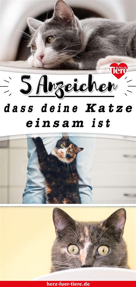 Bevor man sich eine oder mehrere katzen anschafft, sollte man sich über die kosten im klaren sein. Pin auf Katzen