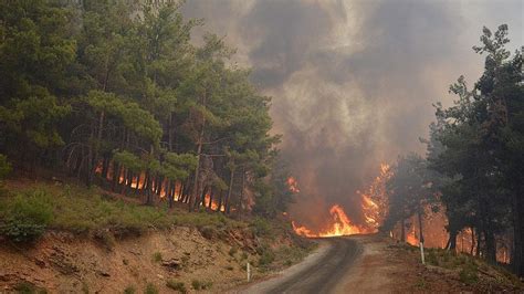 Coğrafya haritaları harita orman yangınları. İzmir'de orman yangınları