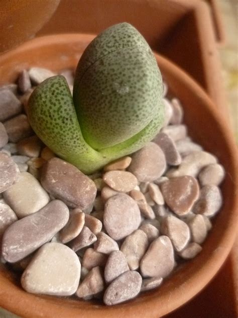 Check spelling or type a new query. Pin on "Split Rock" Succulent Plants