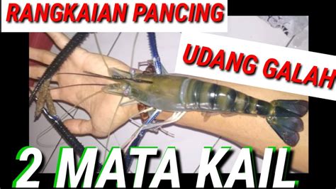 Udang galah merupakan jenis udang yang termasuk dalam spesies macrobrachium rosenbergii. #Tutorial #Cara Membuat Rangkaian Pancing Udang Galah ...