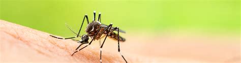 If you suspect activity at your home please give us a call. Effective Mosquito Control in Arkansas - Pest Control by Adams