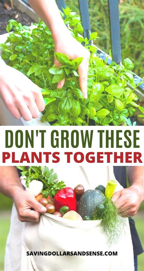 Do not plant flower seeds in soil containing. What Plants You Should Not Grow Together? - Saving Dollars ...