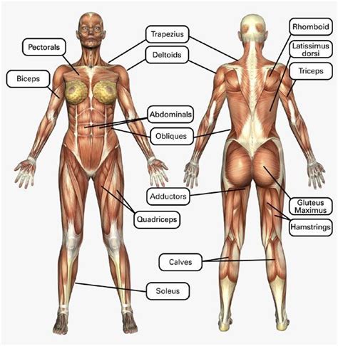Contains short muscles that connect to the vertebra in. Female Muscle Chart | Muscle women, Muscle anatomy ...